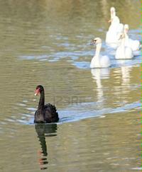 IL CIGNO NERO