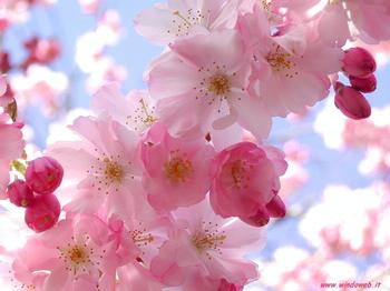E' ARRIVATA LA PRIMAVERA!