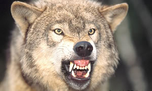 THE BOY WHO CRIED «THE WOLF!»