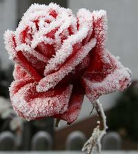 SE SON ROSE...